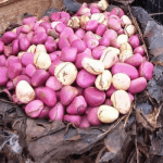 Here is why UAE provides good prospect for Nigeria agro produce exporters