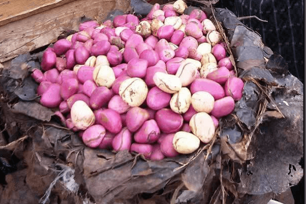 Here is why UAE provides good prospect for Nigeria agro produce exporters