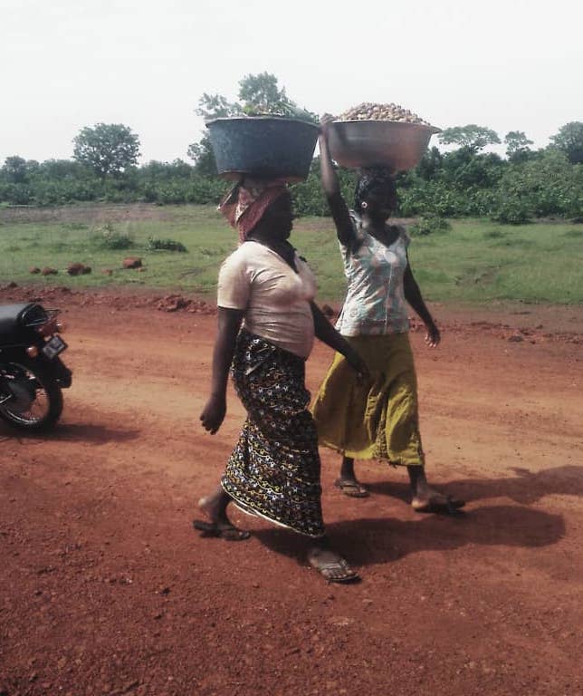 Women returning to the cluster at Kolonji village with shea nuts gotten from the wild.