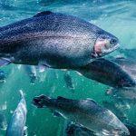 Investing in floating fish feeds production