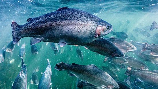 Investing in floating fish feeds production