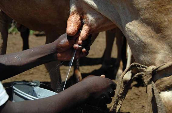 Local dairy production