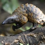Pangolin