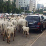 Akwa Ibom disowns claim that cows roaming streets are owned by indigenes