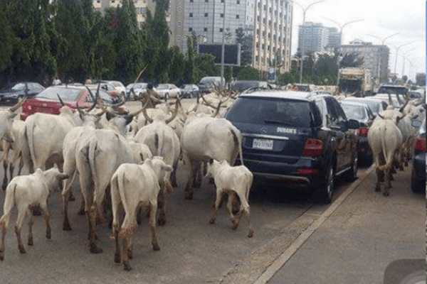 Akwa Ibom disowns claim that cows roaming streets are owned by indigenes