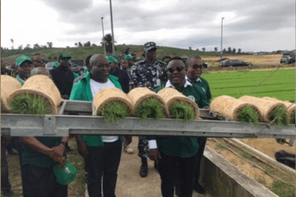 Abia procures improved rice seedlings from Cross River