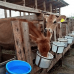 Cold Chain industry critical to success of CBN’s policy on milk – experts