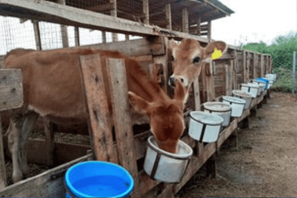 Cold Chain industry critical to success of CBN’s policy on milk – experts