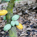 Cocoa Plant