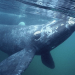 Sylva’s community butchers giant whale