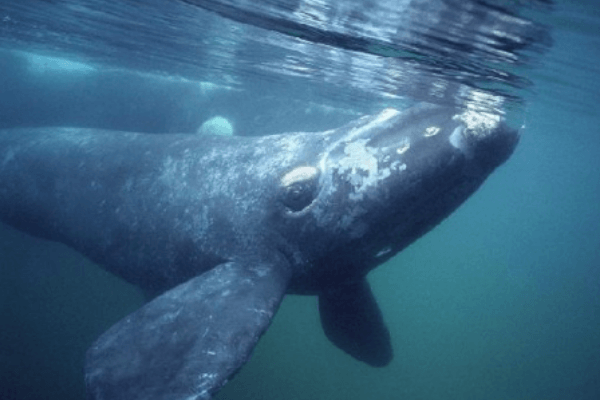 Sylva’s community butchers giant whale