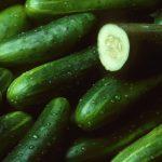 Investing in cucumber, watermelon production