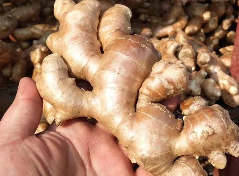 $3bn ginger market creates opportunity for Nigerian growers, processors