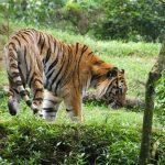 illegal wildlife trade