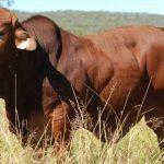 reduce meat consumption