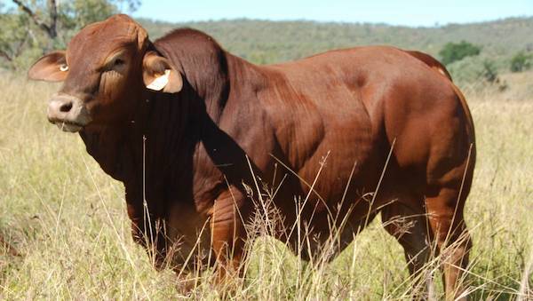 reduce meat consumption