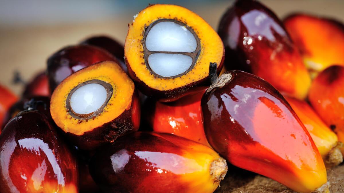 oil palm processing and packaging