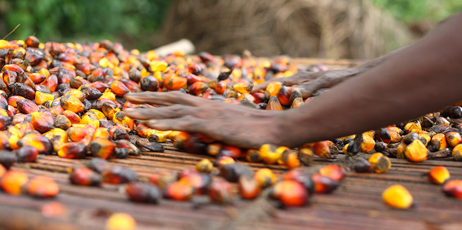 palm oil production