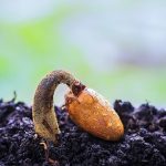 What experts think about investing in seed business