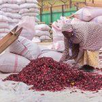 Hibiscus farming: Creating wealth for Nigerian communities