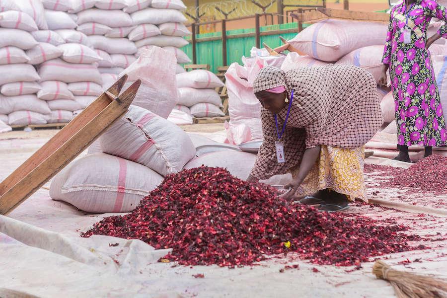 Hibiscus farming: Creating wealth for Nigerian communities