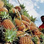 How Nigeria can lead global pineapple market - Agripreneur