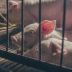 China acts on ‘major political task’ of high pork prices