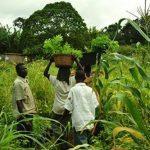 Agric investment