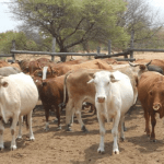 livestock