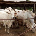 Establishment of Cattle Ranches in Western Nigeria: An Immediate Imperative