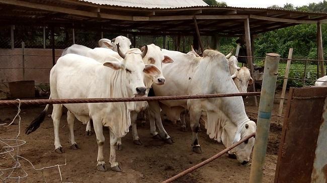 Establishment of Cattle Ranches in Western Nigeria: An Immediate Imperative