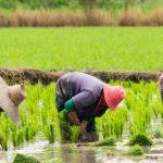 Olam’s value chain development program offers more opportunities for Nigerian rice growers