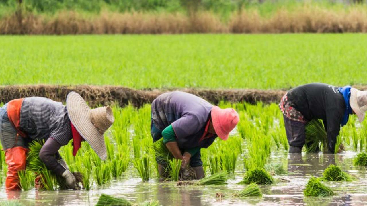 Olam’s value chain development program offers more opportunities for Nigerian rice growers
