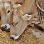 Gap in Nigeria’s animal feed industry offers opportunity for farmers