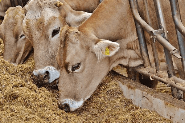 Gap in Nigeria’s animal feed industry offers opportunity for farmers
