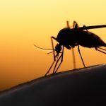Climate change could increase threat of malaria – experts