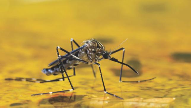 Yellow fever 23 killed, 5 states affected