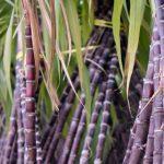 Manufacturers develop backward integration projects to source inputs locally