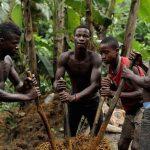 RSPO offers Nigerian smallholder palm oil producers path to free certification, access to int’l markets