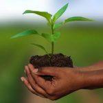 Agricultural insurance