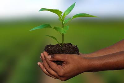 Agricultural insurance