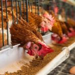 Poultry farmers lament scarcity of day-old chicks, feeds in Akwa Ibom