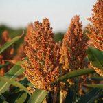 China's hunt for sorghum boosts Nigeria prospects