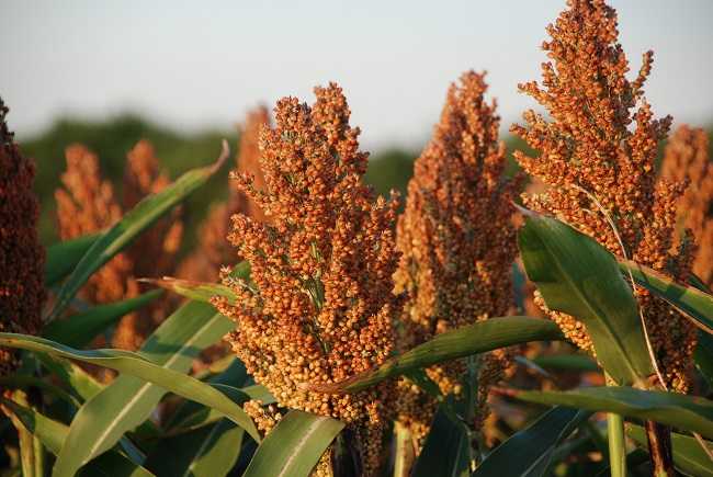 China's hunt for sorghum boosts Nigeria prospects