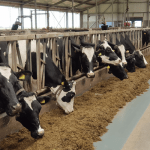 L&Z farms to embrace new investors as Sahel Capital mulls exit