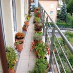 Making urban garden from apartment balcony