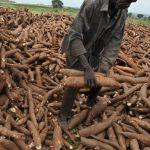 Nigerian cassava growers restate ambitious plan to curb trillions in imported products