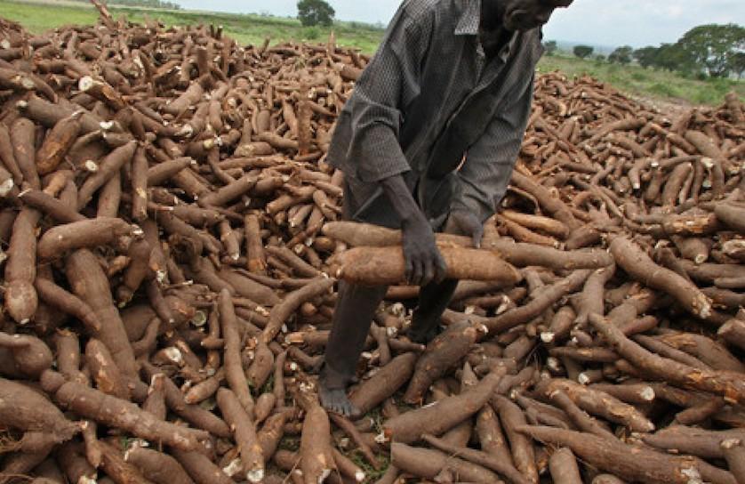 Nigerian cassava growers restate ambitious plan to curb trillions in imported products