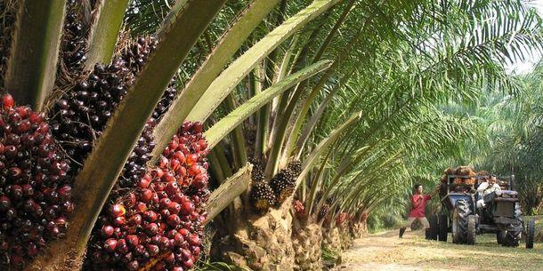 NPPAN signs MoU with NIFOR for production of 20m palm oil seedlings       