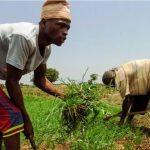 Demand for Nigerian rice expected to grow in line with strong drivers